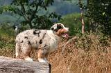 BERGER AUSTRALIEN PUPPIES 860